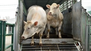 Im oststeirischen Fürstenfeld sind zwei Stiere am Schlachthof entlaufen. (Symbolbild)