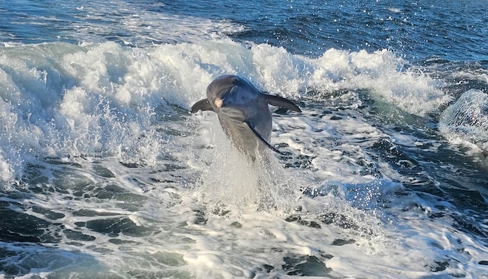 Bei unserem Bootsausflug lieferten Delfine eine echte Show ab