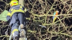 Der Helfer gelang per Leiter zum Papagei.