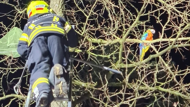 Der Helfer gelang per Leiter zum Papagei.