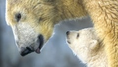 Eisbärin mit ihrem Jungen