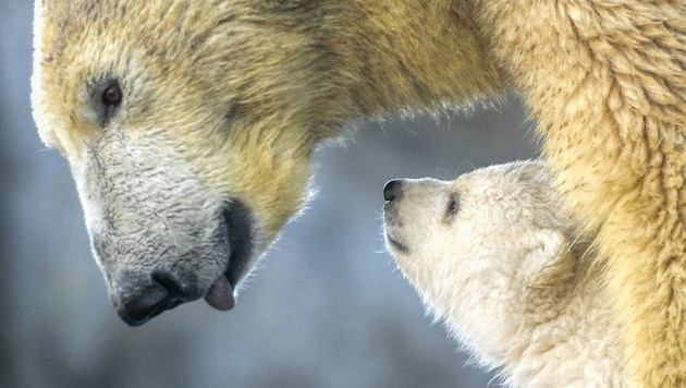 Eisbärin mit ihrem Jungen