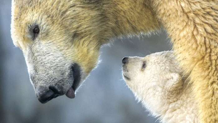 Eisbärin mit ihrem Jungen