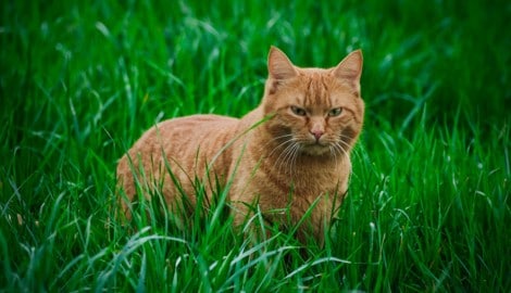 Wenn eine Katze durchs Gras streift, sind Vögel in Gefahr.