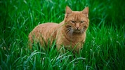 Wenn eine Katze durchs Gras streift, sind Vögel in Gefahr.