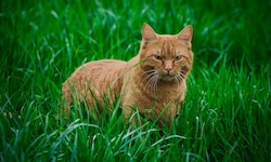 Wenn eine Katze durchs Gras streift, sind Vögel in Gefahr.