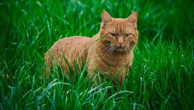 Wenn eine Katze durchs Gras streift, sind Vögel in Gefahr.