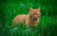 Wenn eine Katze durchs Gras streift, sind Vögel in Gefahr.
