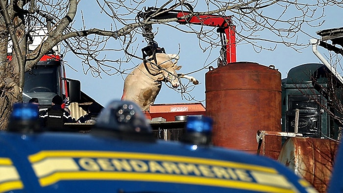 Eine tote Kuh wird von einem mit LSD befallenen Hof im Südwesten Frankreichs entfernt.