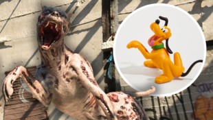 Keine Angst! Pluto ist (noch) nicht zum Zombiehund mutiert.