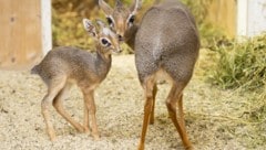 Gleich zwei Jungtiere kamen im Dezember in Schönbrunn zur Welt.