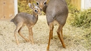 Gleich zwei Jungtiere kamen im Dezember in Schönbrunn zur Welt.