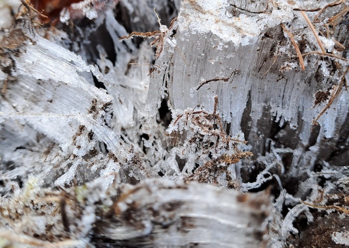 Kammeis ist eine kurzlebige Erscheinung der winterlichen Natur.