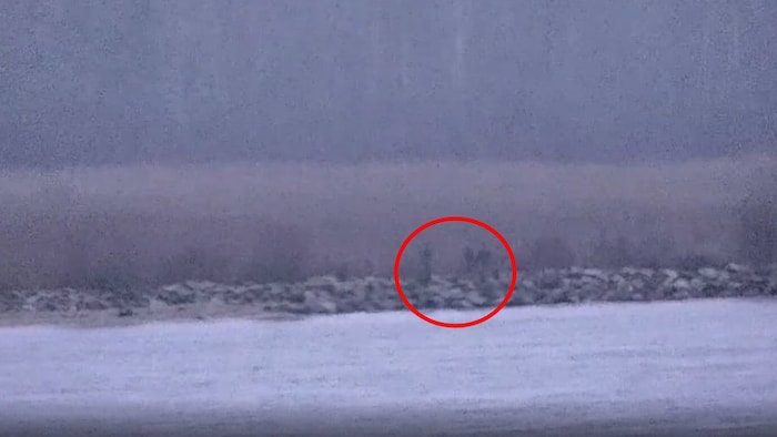 Drei Schatten im Nebel: Russische Grenzbeamte sollen unerlaubt estnisches Territorium betreten ...