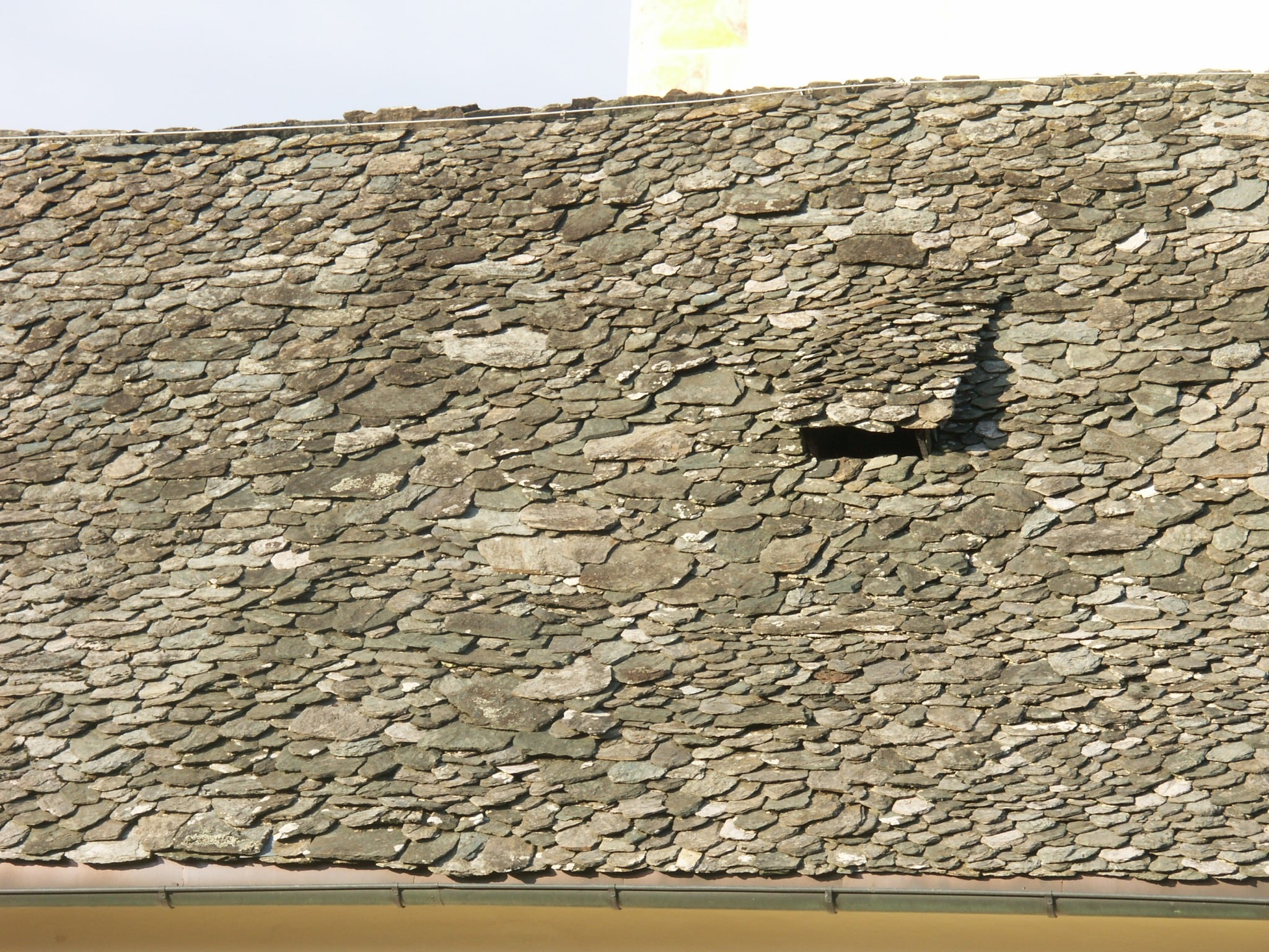 Die sogenannte wilde Deckung in Sittich.