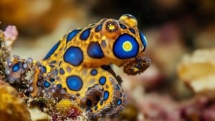 Der Blaugeringelte Krake kommt vor Nordaustralien, Papua-Neuguinea, den Salomonen, Indonesien, ...