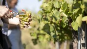 Steirische Weinbauern bewirtschaften 5096 Hektar Fläche. 