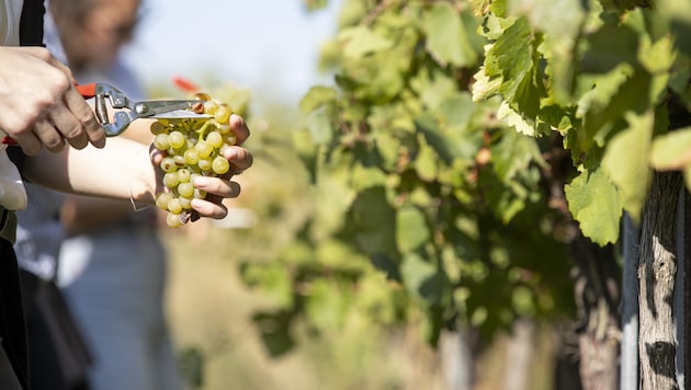 Steirische Weinbauern bewirtschaften 5096 Hektar Fläche.