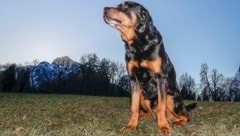 Das Gesetz sieht (noch) keine Ausnahmen für Diensthunde vor. (Symbolfoto)