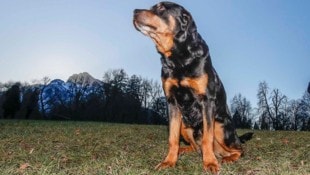 Das Gesetz sieht (noch) keine Ausnahmen für Diensthunde vor. (Symbolfoto)