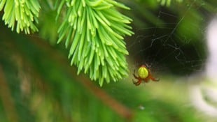 Kaum jemand denkt daran, was alles auf einem Christbaum sitzt – und dann sind es es auch noch ...