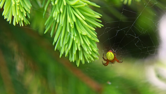 Hardly anyone thinks about what sits on a Christmas tree - and then there are up to 25,000 ...