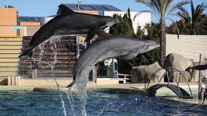 Ein Delfinarium in Frankreich