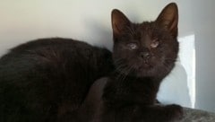 „Lakritze“ hat sich zu einer lebensfrohen Jungkatze entwickelt, die nun auf ein Zuhause wartet.