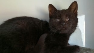 „Lakritze“ hat sich zu einer lebensfrohen Jungkatze entwickelt, die nun auf ein Zuhause wartet.