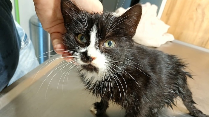 Dem etwa neun Wochen alten „Huki“ wurde das linke Hinterbein abgemäht.