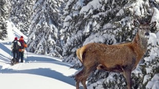 Touren-Geher bitte auf den Wegen bleiben – werden Hirsche in die Flucht getrieben, können sie ...