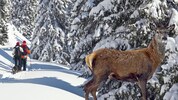 Touren-Geher bitte auf den Wegen bleiben – werden Hirsche in die Flucht getrieben, können sie ...