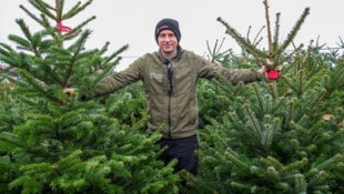 Mit wahren Prachtexemplaren: Georg Segmüller vom Christbaumland in Elixhausen.