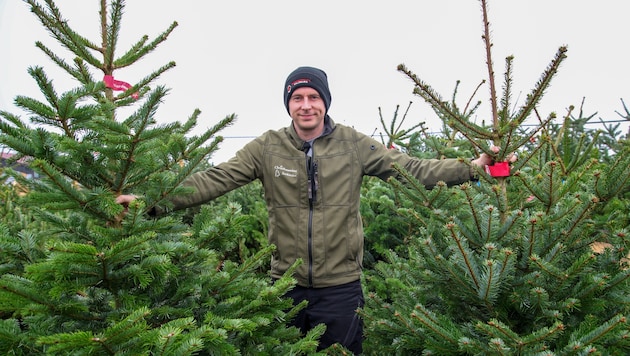 Mit wahren Prachtexemplaren: Georg Segmüller vom Christbaumland in Elixhausen.