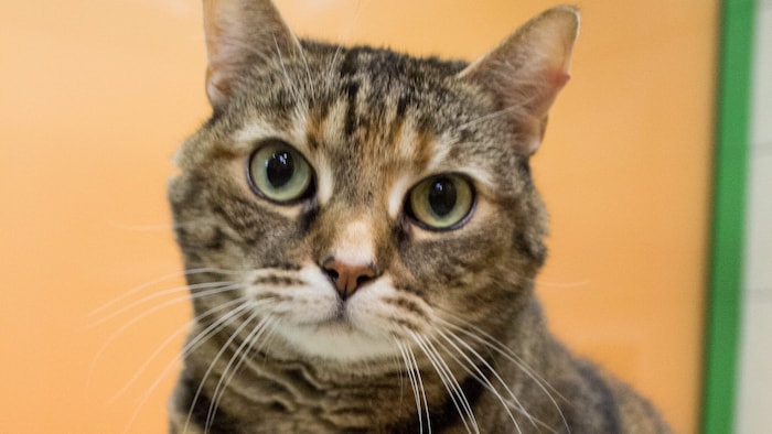 Aisha sucht ein neues Zuhause.