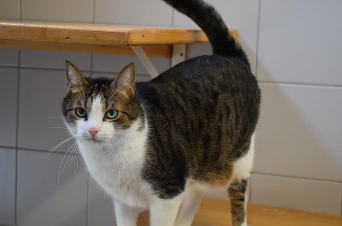 Lino wohnt derzeit im Villacher Tierheim.