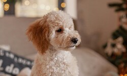 Wer seinen Hund mit Keksen belohnen will, sollte dabei nur „Hundekekse“ nehmen.