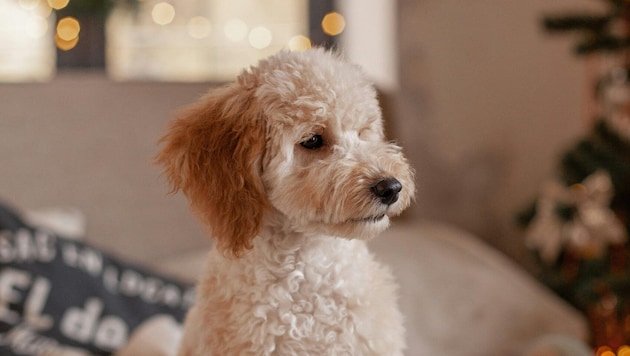 Wer seinen Hund mit Keksen belohnen will, sollte dabei nur „Hundekekse“ nehmen.