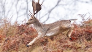 „Bruno“ in voller Flucht-Aktion, mit dem Tele-Objektiv aus großer Entfernung „geschossen“ von ...