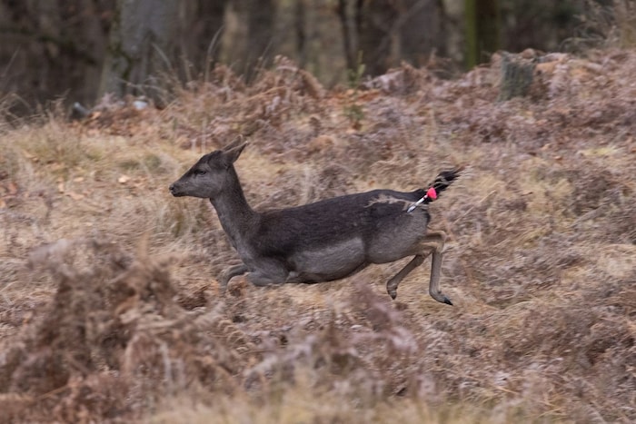 Lange dauerte die Rettungsaktion des Damwilds.