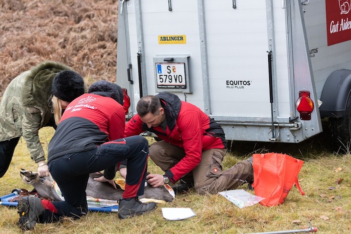 In Narkose werden die Hirsche entwurmt und Ohrmarken gesetzt, um bessere Kenntlichkeit (und ...
