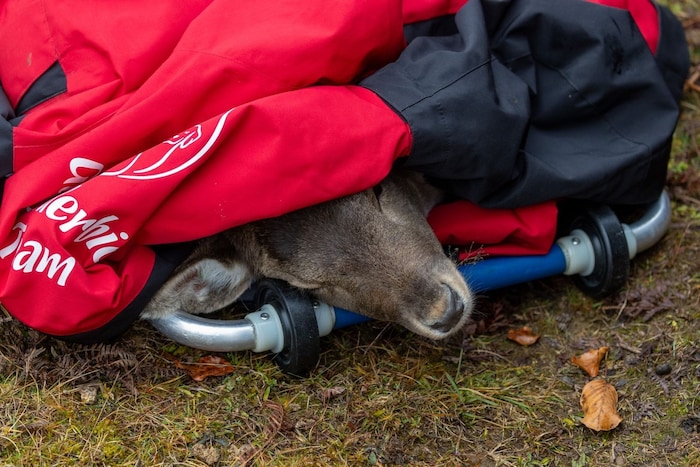 Endlich sind die Tiere eingefangen und am Weg zu einem besseren Leben.