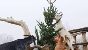 Im Linzer Zoo werden, wie auch in anderen Tierparks, alte Christbäume „kulinarisch“ verwertet