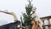 In Deutschland werden Christbäume zuerst geworfen, dann an Ziegen verfüttert.