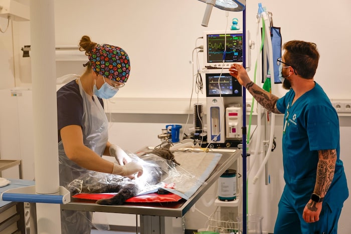 In der neuen Klinik sind selbst schwierige Operationen möglich