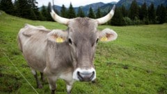 Mit dem Alpsommer ist immer auch die Gefahr einer TBC-Ansteckung verbunden.