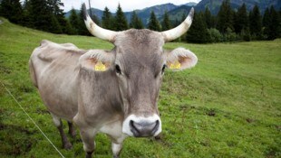 Mit dem Alpsommer ist immer auch die Gefahr einer TBC-Ansteckung verbunden.