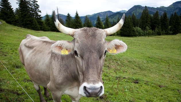 Mit dem Alpsommer ist immer auch die Gefahr einer TBC-Ansteckung verbunden.