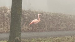 Der Flamingo stand entlang einer Straße im deutschen Bundesland Baden-Württemberg.
