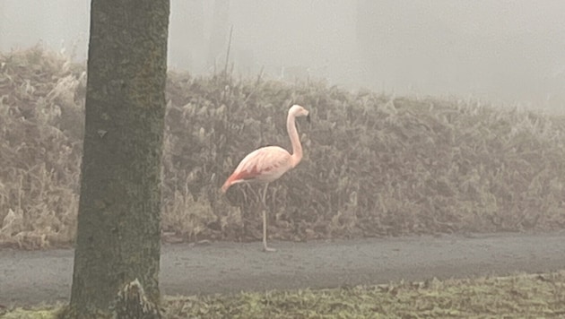 Der Flamingo stand entlang einer Straße im deutschen Bundesland Baden-Württemberg.